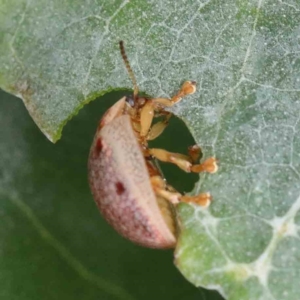 Paropsisterna m-fuscum at Yarralumla, ACT - 16 Jan 2022