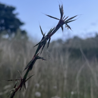 Cymbopogon refractus (Barbed-wire Grass) at Cooleman Ridge - 10 Jan 2022 by Nat