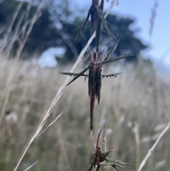 Cymbopogon refractus at Chapman, ACT - 10 Jan 2022 08:26 PM