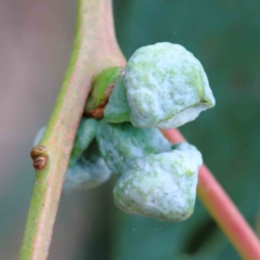 Eucalyptus globulus subsp. bicostata (Southern Blue Gum, Eurabbie) at Blue Gum Point to Attunga Bay - 15 Jan 2022 by ConBoekel