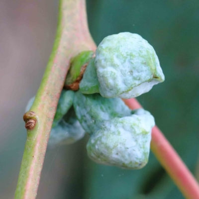 Eucalyptus bicostata (Southern Blue Gum, Eurabbie) at Blue Gum Point to Attunga Bay - 15 Jan 2022 by ConBoekel