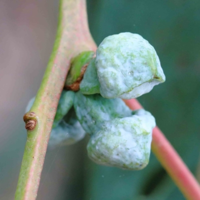 Eucalyptus globulus subsp. bicostata (Southern Blue Gum, Eurabbie) at Yarralumla, ACT - 15 Jan 2022 by ConBoekel