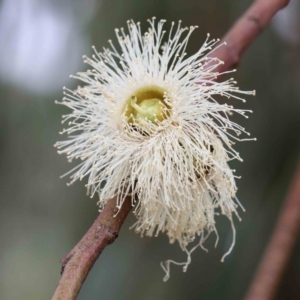 Eucalyptus globulus subsp. bicostata at Yarralumla, ACT - 16 Jan 2022 10:19 AM