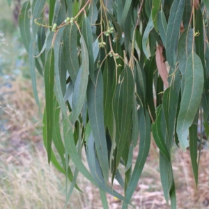 Eucalyptus globulus subsp. bicostata at Yarralumla, ACT - 16 Jan 2022 10:19 AM