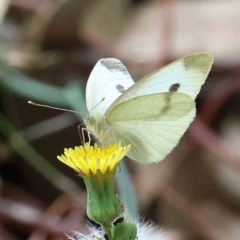 Pieris rapae (Cabbage White) at Yarralumla, ACT - 16 Jan 2022 by ConBoekel