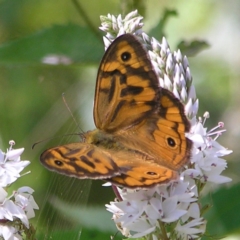 Heteronympha merope (Common Brown Butterfly) at Tennent, ACT - 10 Jan 2022 by MatthewFrawley