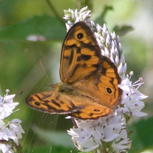 Heteronympha merope at Tennent, ACT - 10 Jan 2022 10:28 AM