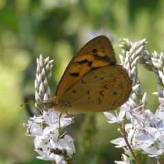 Heteronympha merope at Tennent, ACT - 10 Jan 2022 10:28 AM