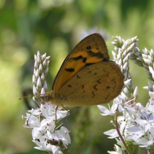 Heteronympha merope at Tennent, ACT - 10 Jan 2022 10:28 AM