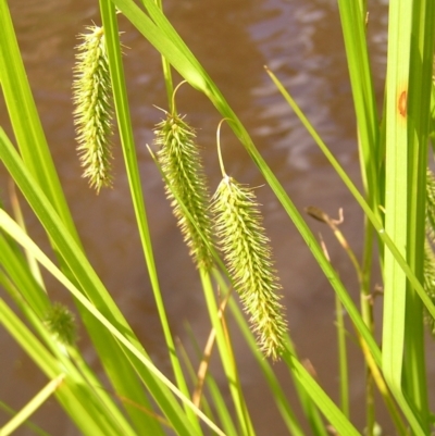 Carex fascicularis (Tassel Sedge) at Namadgi National Park - 10 Jan 2022 by MatthewFrawley