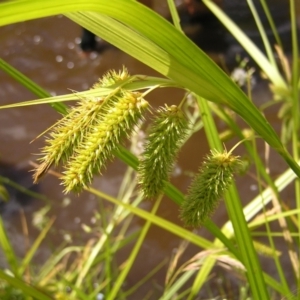 Carex fascicularis at Tennent, ACT - 10 Jan 2022 11:29 AM