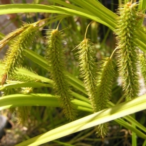 Carex fascicularis at Tennent, ACT - 10 Jan 2022