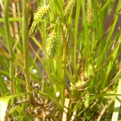 Carex fascicularis at Tennent, ACT - 10 Jan 2022 11:29 AM