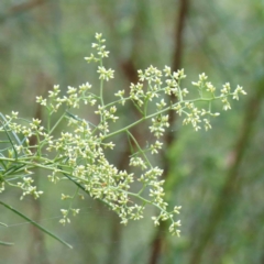 Cassinia quinquefaria (Rosemary Cassinia) at Yarralumla, ACT - 15 Jan 2022 by ConBoekel