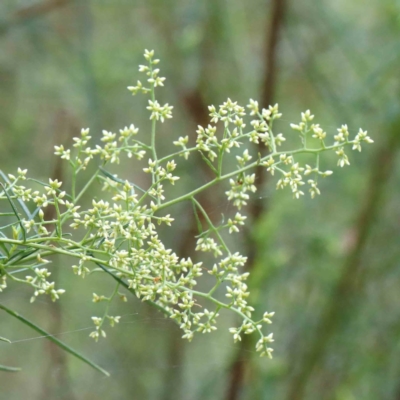 Cassinia quinquefaria (Rosemary Cassinia) at Yarralumla, ACT - 16 Jan 2022 by ConBoekel