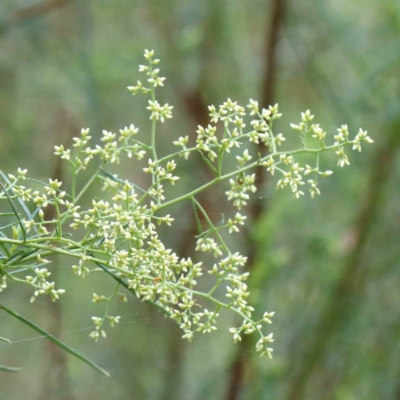 Cassinia quinquefaria (Rosemary Cassinia) at Yarralumla, ACT - 15 Jan 2022 by ConBoekel