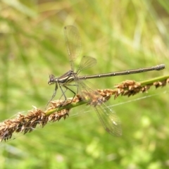 Austroargiolestes icteromelas (Common Flatwing) at Namadgi National Park - 10 Jan 2022 by MatthewFrawley