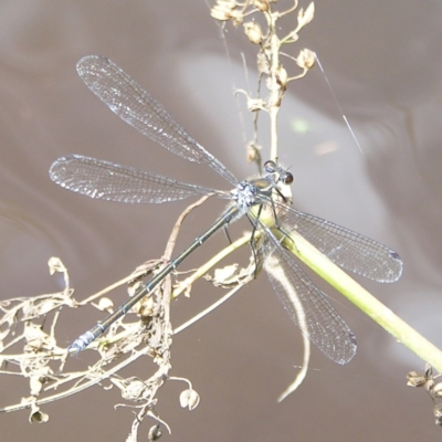 Austroargiolestes icteromelas (Common Flatwing) at Tennent, ACT - 10 Jan 2022 by MatthewFrawley