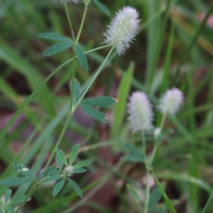 Trifolium arvense at Yarralumla, ACT - 16 Jan 2022 10:42 AM