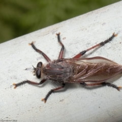 Neoaratus hercules (Herculean Robber Fly) at ANBG - 17 Jan 2022 by Roger