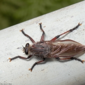 Neoaratus hercules at Acton, ACT - 17 Jan 2022 11:10 AM