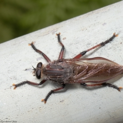 Neoaratus hercules (Herculean Robber Fly) at Acton, ACT - 17 Jan 2022 by Roger