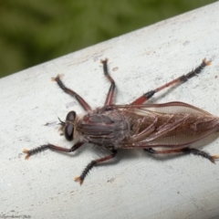 Neoaratus hercules (Robber fly) at Acton, ACT - 17 Jan 2022 by Roger