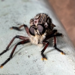 Neoaratus hercules at Acton, ACT - 17 Jan 2022 11:10 AM