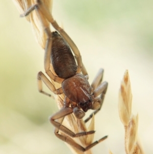 Clubionidae (family) at Cook, ACT - 13 Jan 2022