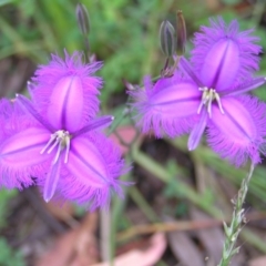 Thysanotus tuberosus subsp. tuberosus (Common Fringe-lily) at Namadgi National Park - 10 Jan 2022 by MatthewFrawley