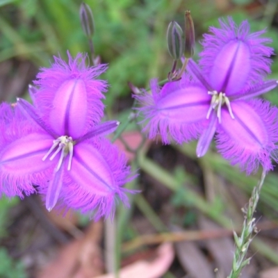 Thysanotus tuberosus subsp. tuberosus (Common Fringe-lily) at Tennent, ACT - 10 Jan 2022 by MatthewFrawley