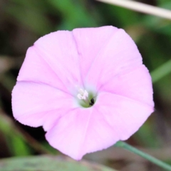 Convolvulus angustissimus subsp. angustissimus (Australian Bindweed) at Blue Gum Point to Attunga Bay - 16 Jan 2022 by ConBoekel