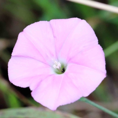 Convolvulus angustissimus subsp. angustissimus (Australian Bindweed) at Yarralumla, ACT - 16 Jan 2022 by ConBoekel