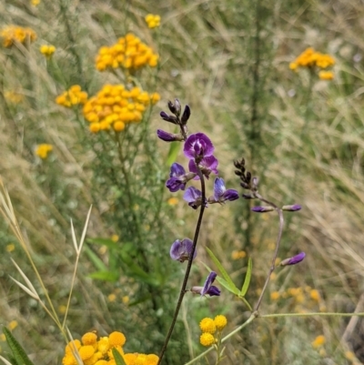 Glycine tabacina (Variable Glycine) at Watson, ACT - 17 Jan 2022 by WalterEgo