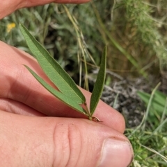 Glycine tabacina at Watson, ACT - 17 Jan 2022