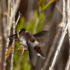 Trichophthalma costalis (Tangle-vein fly) at Acton, ACT - 16 Jan 2022 by Roger