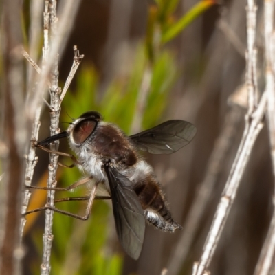 Trichophthalma costalis (Tangle-vein fly) at Acton, ACT - 16 Jan 2022 by Roger