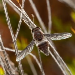 Trichophthalma costalis at Acton, ACT - 17 Jan 2022