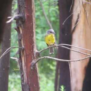 Eopsaltria australis at Tennent, ACT - 10 Jan 2022