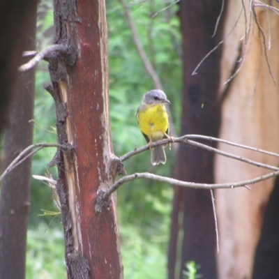 Eopsaltria australis (Eastern Yellow Robin) at Namadgi National Park - 10 Jan 2022 by MatthewFrawley