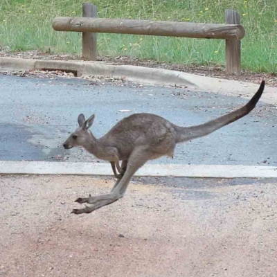 Macropus giganteus (Eastern Grey Kangaroo) at Blue Gum Point to Attunga Bay - 15 Jan 2022 by ConBoekel