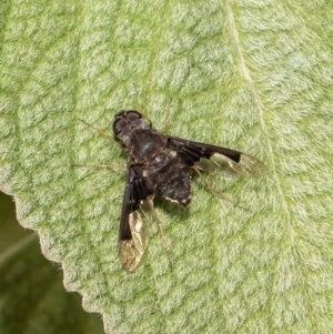 Anthrax dolabratus at Acton, ACT - 17 Jan 2022