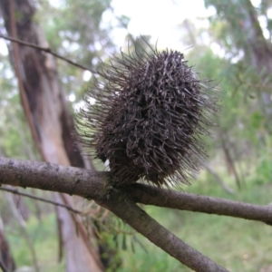 Banksia marginata at Tennent, ACT - 10 Jan 2022