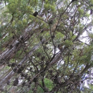 Banksia marginata at Tennent, ACT - 10 Jan 2022