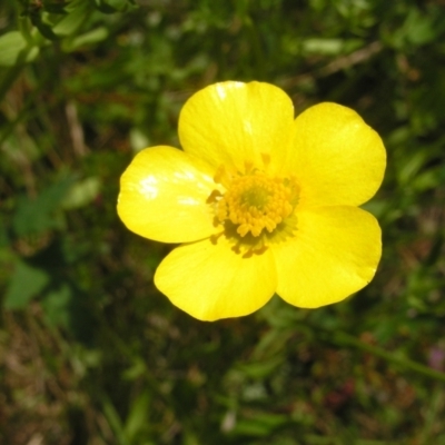 Ranunculus lappaceus (Australian Buttercup) at Namadgi National Park - 10 Jan 2022 by MatthewFrawley