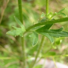 Ranunculus lappaceus at Tennent, ACT - 10 Jan 2022