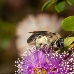 Paracolletes crassipes at ANBG - 16 Jan 2022 by Roger