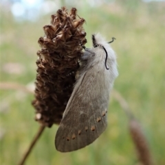 Pinara cana (Neat Pinara) at Cook, ACT - 13 Jan 2022 by CathB