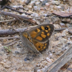 Geitoneura klugii (Marbled Xenica) at Namadgi National Park - 10 Jan 2022 by MatthewFrawley