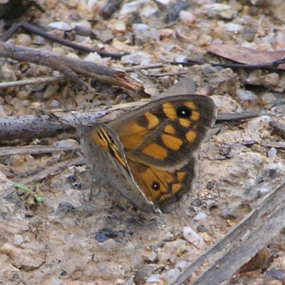 Geitoneura klugii (Marbled Xenica) at Namadgi National Park - 10 Jan 2022 by MatthewFrawley